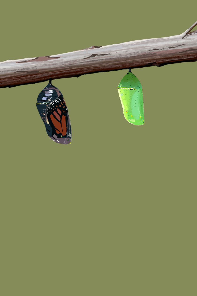 Monarch Cocoons, 2022 (digitális) alkotó: Roberta Murray