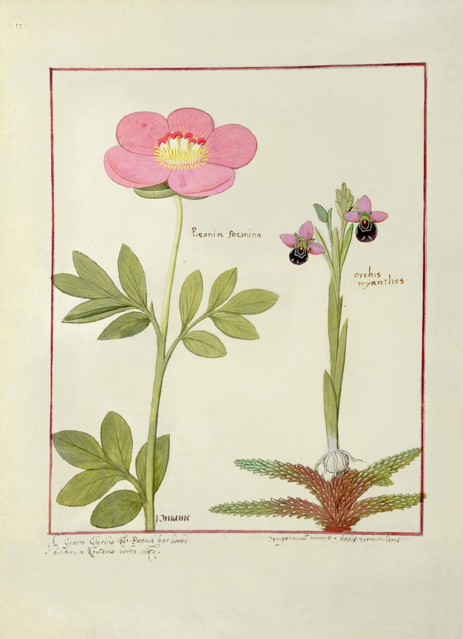Paeonia vagy bazsarózsa és Orchis myanthos, illusztráció Mattheaus Platearius Egyszerű gyógyszerek könyvéből alkotó: Robinet Testard