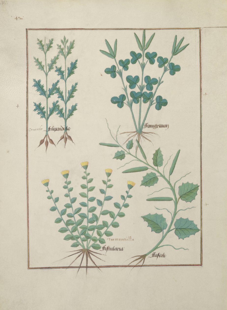 Ms Fr. Fv VI #1 f.132v Felső sor: Filipendula. Alsó sor: Fistularia és Faseolus, illusztráció az egyszerű gyógyszerek könyvéből, Mattheaus Platearius (1161 körül) 1470 körül alkotó: Robinet Testard