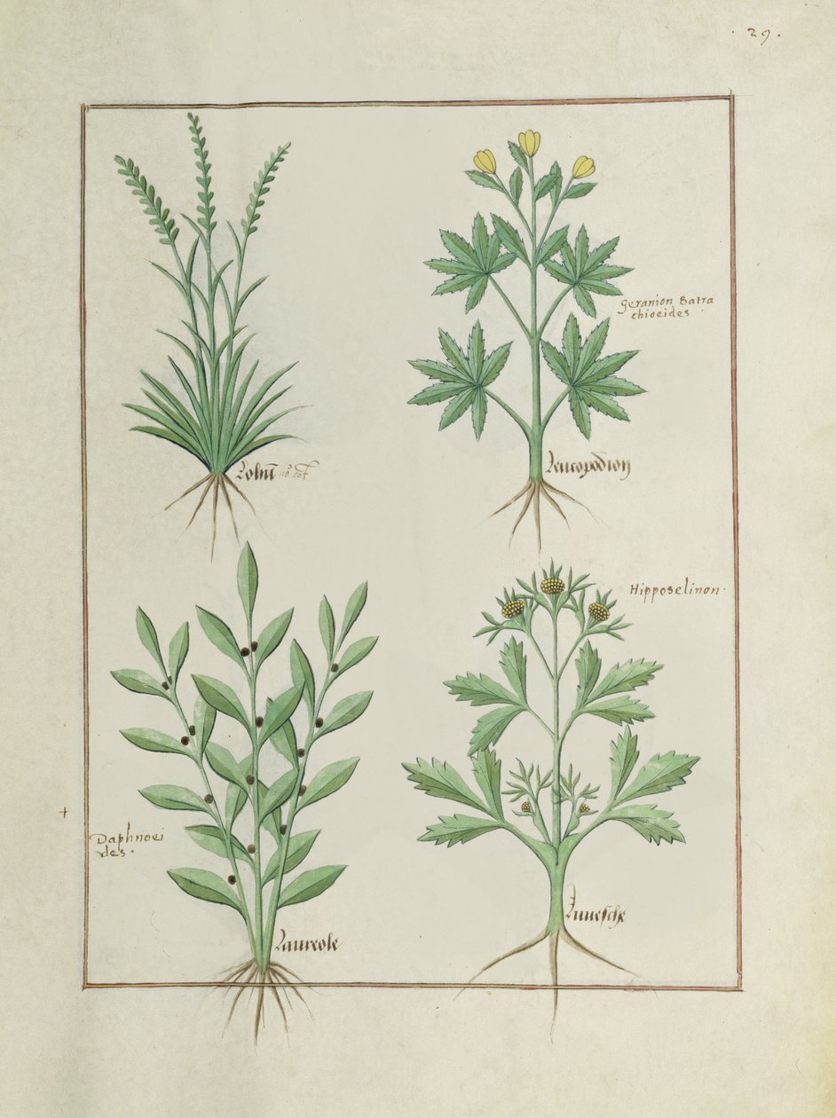 Ms Fr. Fv VI #1 fol. 126r Felső sor: Lolni és Geránium. Alsó sor: Daphnoides és petrezselyem, illusztráció az egyszerű gyógyszerek könyvéből, Matteaus Platearius (u. e. 1161) 1470 körül alkotó: Robinet Testard