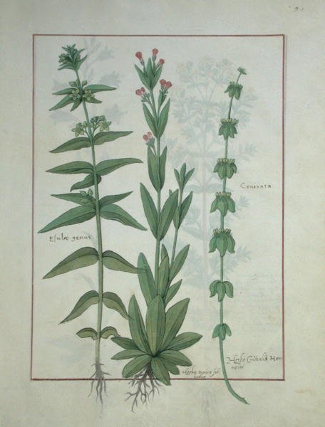 Ms Fr. Fv VI #1 fol.116 Elusae Gennus, köményfű és keresztfű, illusztráció Mattheaus Platearius egyszerű gyógyszerek könyvéből (1161 körül) 1470 körül alkotó: Robinet Testard