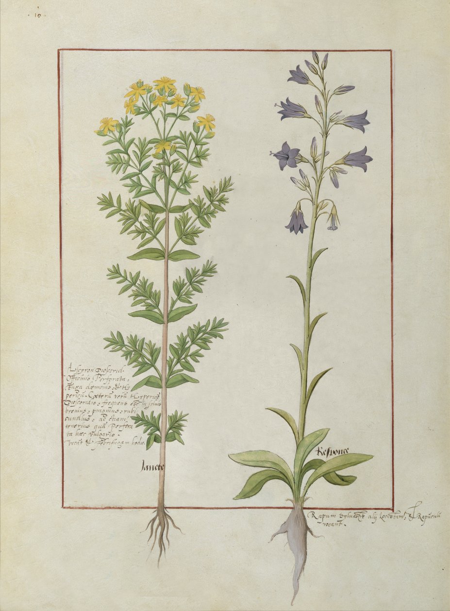 Ms Fr. Fv VI #1 fol.116v Két virágos növény Mattheaus Platearius egyszerű gyógyszerek könyvéből (1161 körül) 1470 körül alkotó: Robinet Testard