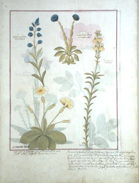 Ms Fr. Fv VI #1 fol.117 Felső sor: Onobrychis vagy Sainfoin és Aphyllanthes. Alsó sor: Mattheaus Platear: Linaria Lutea és Primula Veris vagy primula, illusztráció Mattheaus Platear Egyszerű gyógyszerek könyve című művéből. alkotó: Robinet Testard