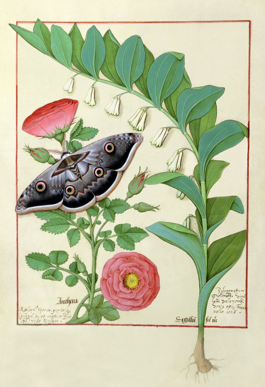 Rózsa és Polygonatum (Salamon pecsét) illusztrációja Mattheaus Platearius egyszerű gyógyszerek könyvéből alkotó: Robinet Testard