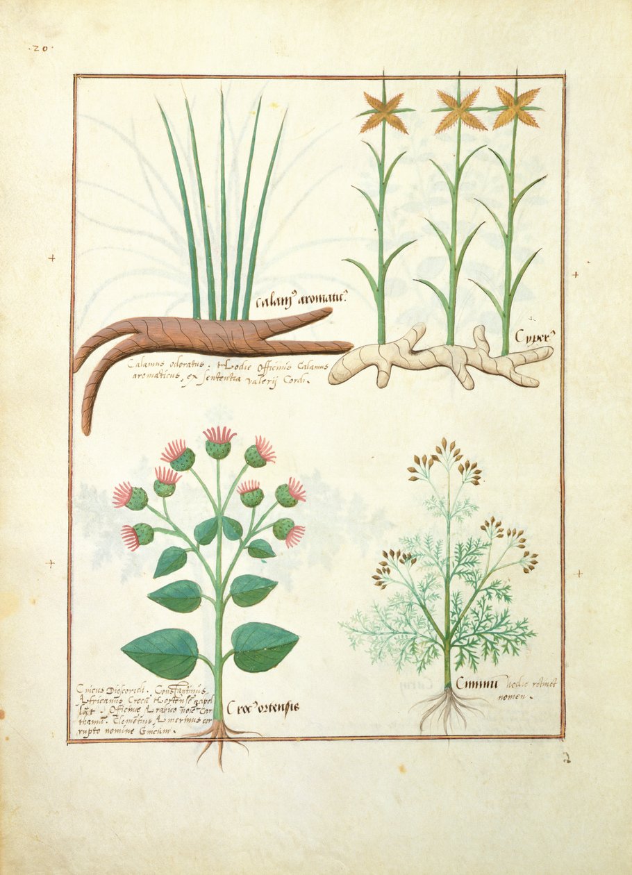 Cyperus, Calamus, Crocus ostensis, illusztráció az egyszerű gyógyszerek könyvéből, Mattheaus Platearius 119v alkotó: Robinet Testard