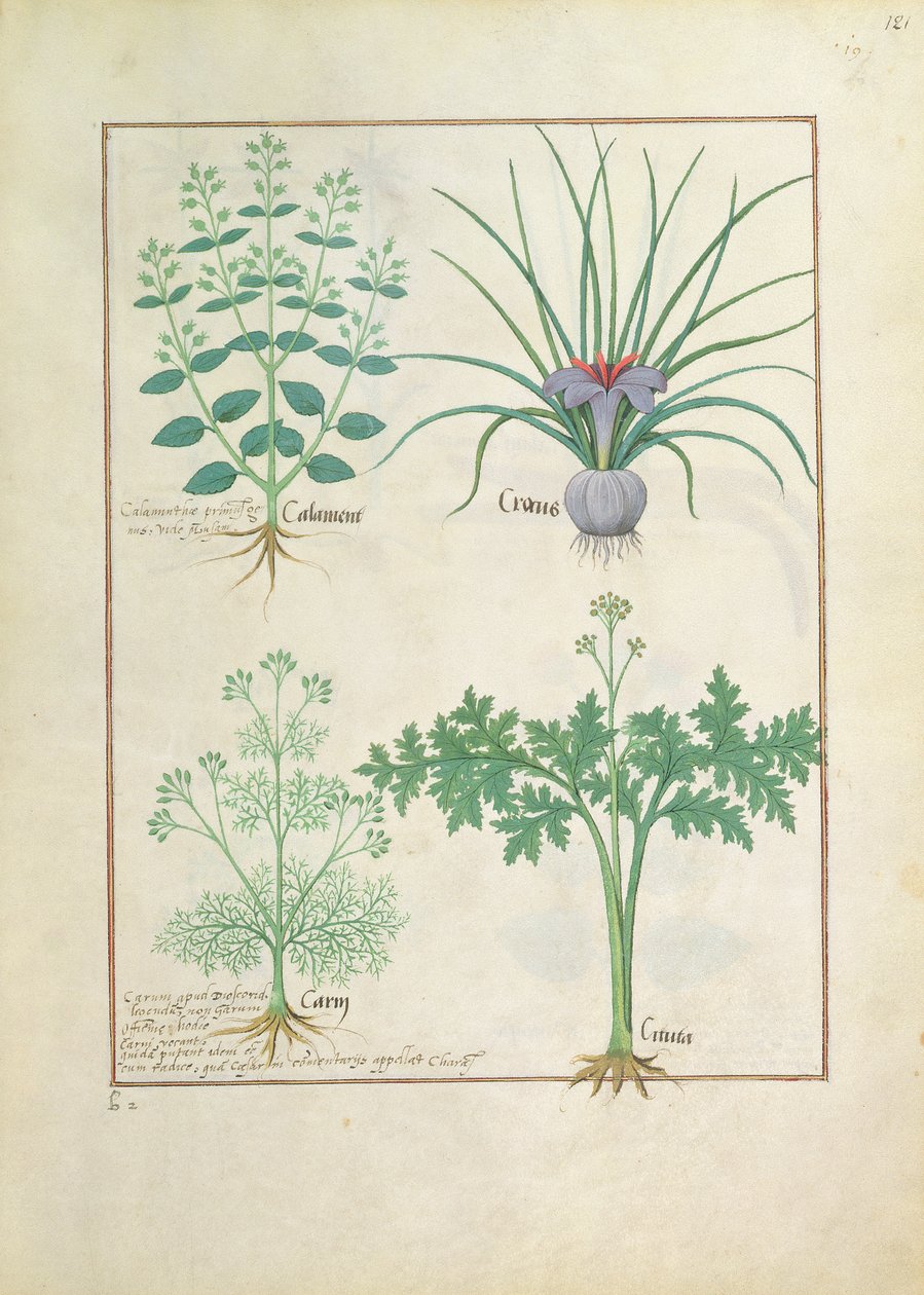 Calamint, Crocus, Caraway és Citusa, illusztráció az egyszerű gyógyszerek könyvéből, Mattheaus Platearius 121r alkotó: Robinet Testard