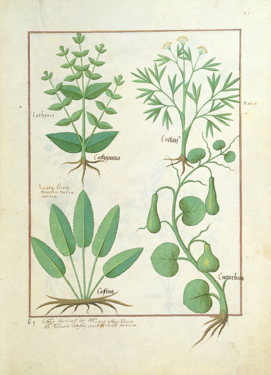 Euphorbia Lathyris, bükkfű, menta és füge, illusztráció az egyszerű orvoslás könyvéből, Mattheaus Platearius 122 alkotó: Robinet Testard