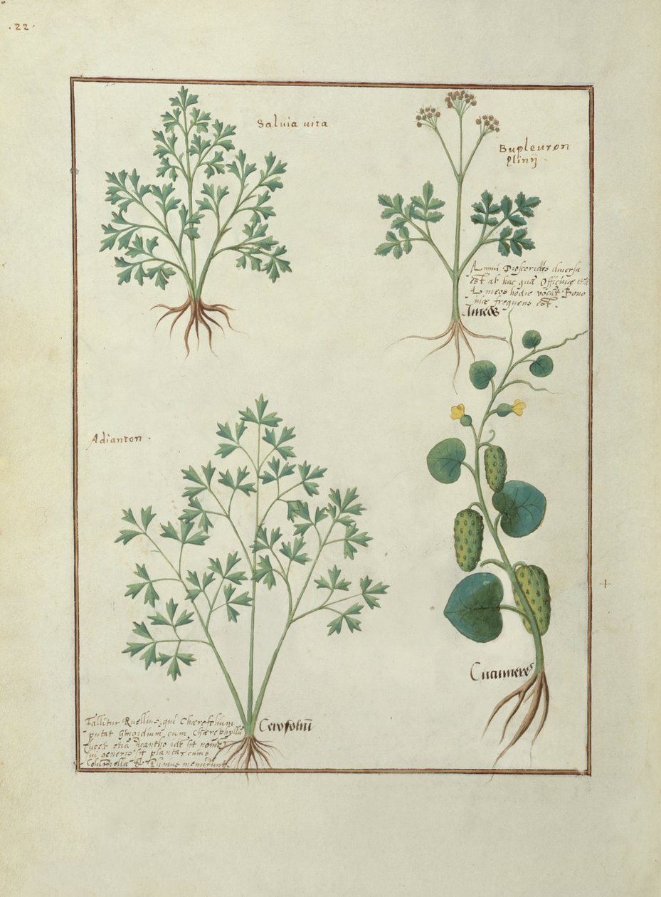 Ms Fr. Fv VI #1 fol.122v Felső sor: Zsálya és Bupleurum, illusztráció az egyszerű gyógyszerek könyvéből, Mattheaus Platearius (1161 körül) c.1470 alkotó: Robinet Testard