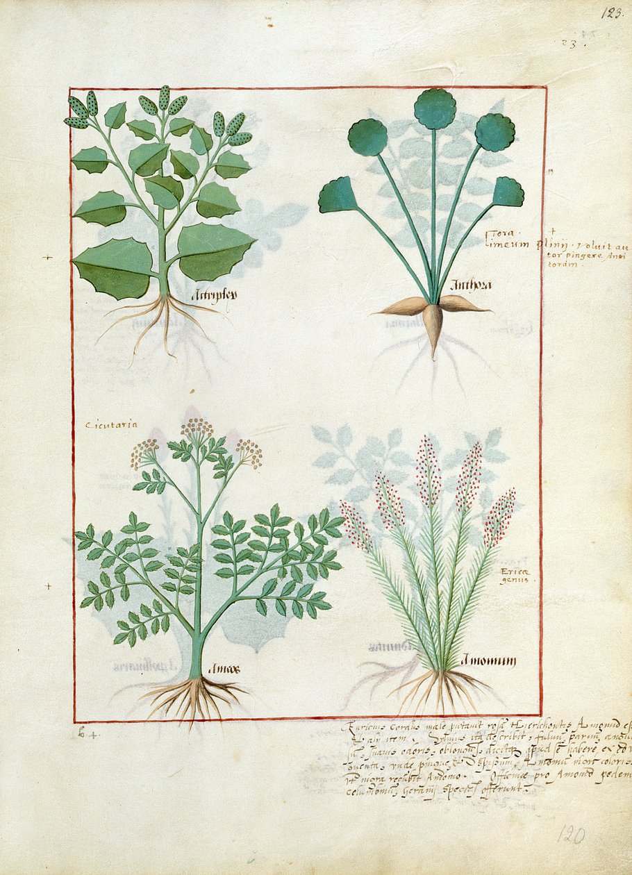 Salt Bush és Anthora. Alsó sor: Abszintium és kardamom, illusztráció: Matthaeus Platearius egyszerű könyve, 123r alkotó: Robinet Testard