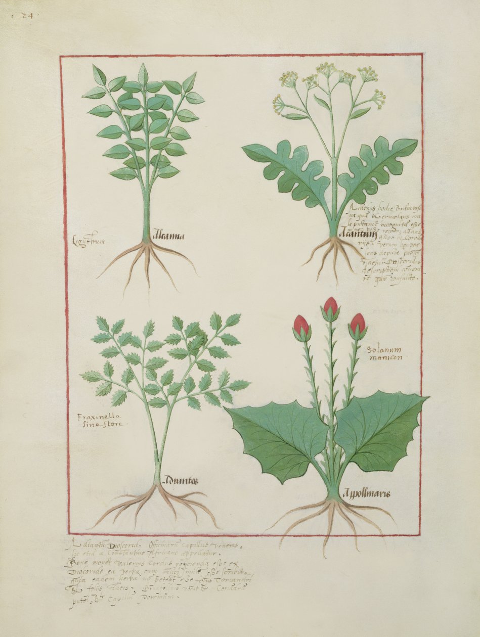 Ms Fr. Fv VI #1 fol.123v Felső sor: Ligustrum és Acanthus. Alsó sor: Pázsitfű és Apollinaris, illusztráció az egyszerű gyógyszerek könyvéből, Matthaeus Platearius (1161 körül) 1470 körül alkotó: Robinet Testard