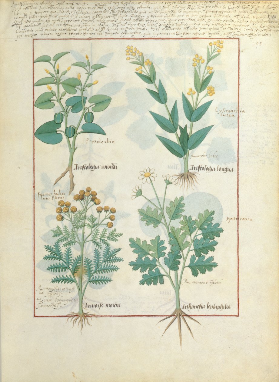 Felső sor: Aristolochia Rotundi és Aristolochia Longua. Alsó sor: Armoise és Artemesia, illusztráció a Gyógyszerek egyszerű könyvéből, Matteaus Platearius 124r alkotó: Robinet Testard