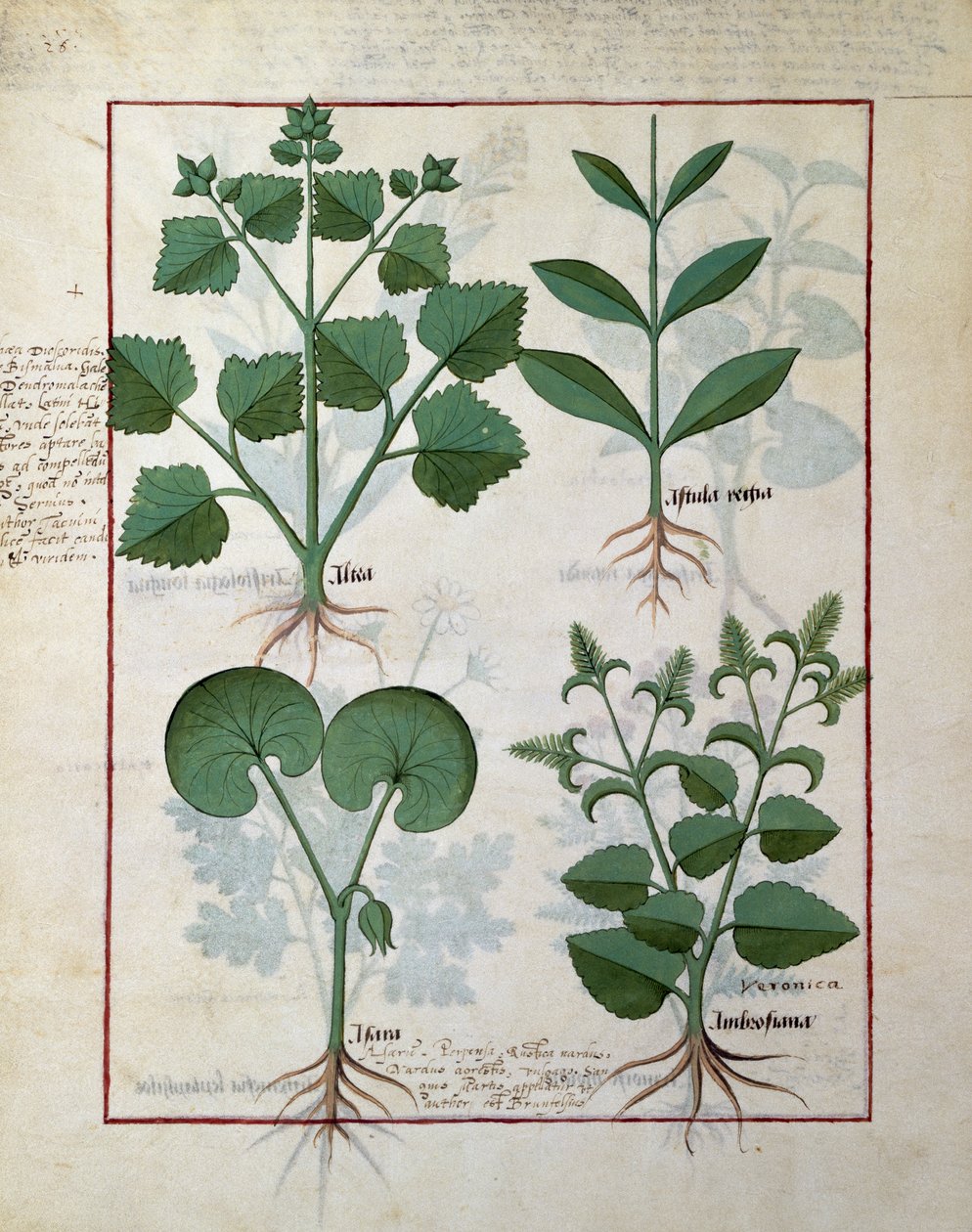 Marshmallow és Hastula Regia. Alsó sorban: Asarabacca és Speedwell, illusztráció az egyszerű gyógyszerek könyvéből, Matteus Platearius 124v alkotó: Robinet Testard