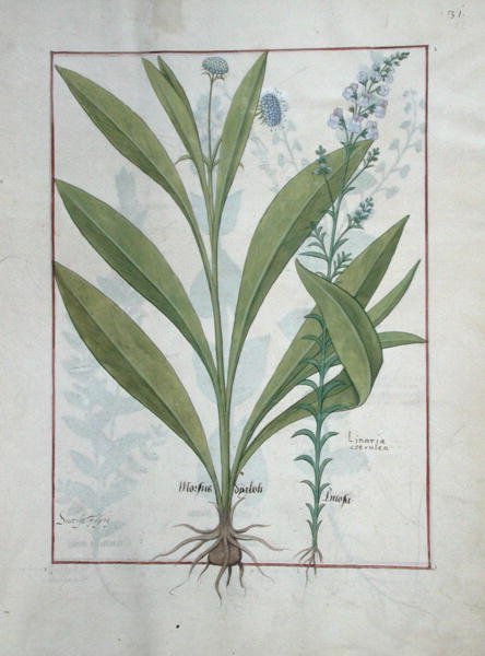 Ms Fr. Fv VI #1 fol.127r Devils-bit scabious and Toadflax, illusztráció az egyszerű gyógyszerek könyvéből, Mattheaus Platearius (1161 körül) 1470 körül alkotó: Robinet Testard