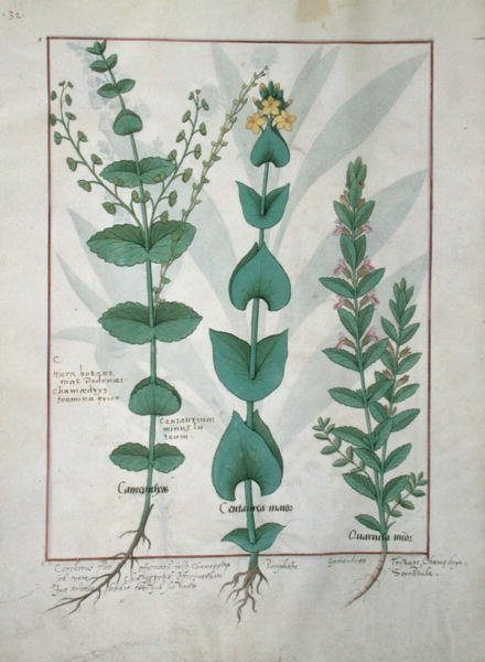 Ms Fr. Fv VI #1 fol.127v Chamaedrys, Common Centaury and Germander, illusztráció az egyszerű gyógyszerek könyvéből, Mattheaus Platearius (1161 körül) 1470 körül alkotó: Robinet Testard