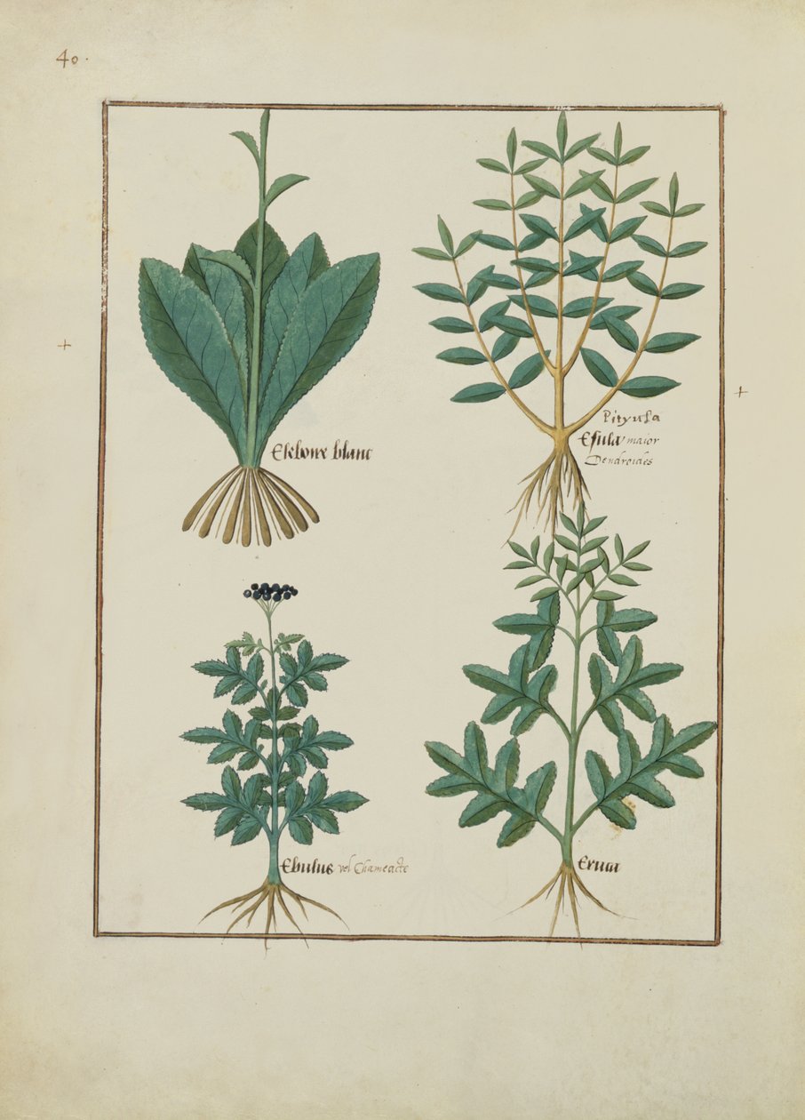Ms Fr. Fv VI #1 fol.131v Illusztráció Mattheaus Platearius egyszerű gyógyszerek könyvéből (1161 körül) 1470 körül alkotó: Robinet Testard