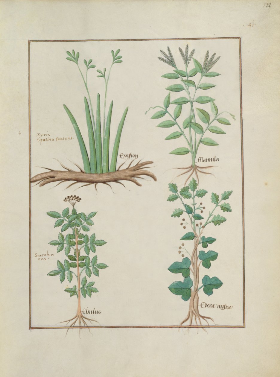 Ms Fr. Fv VI #1 fol.132r Felső sor: Xyris és Spearwort. Alsó sorban: Közönséges bodza és Hedera, illusztráció az egyszerű gyógyszerek könyvéből, Mattheaus Platearius (u. e. 1161) 1470 körül alkotó: Robinet Testard