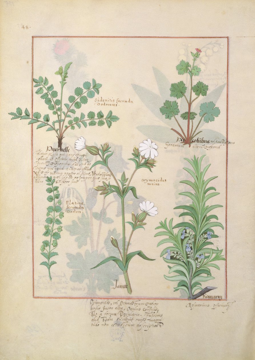 Illusztráció Mattheaus Platearius 135r Az egyszerű gyógyszerek könyvéből (The Book of Simple Medicines) alkotó: Robinet Testard