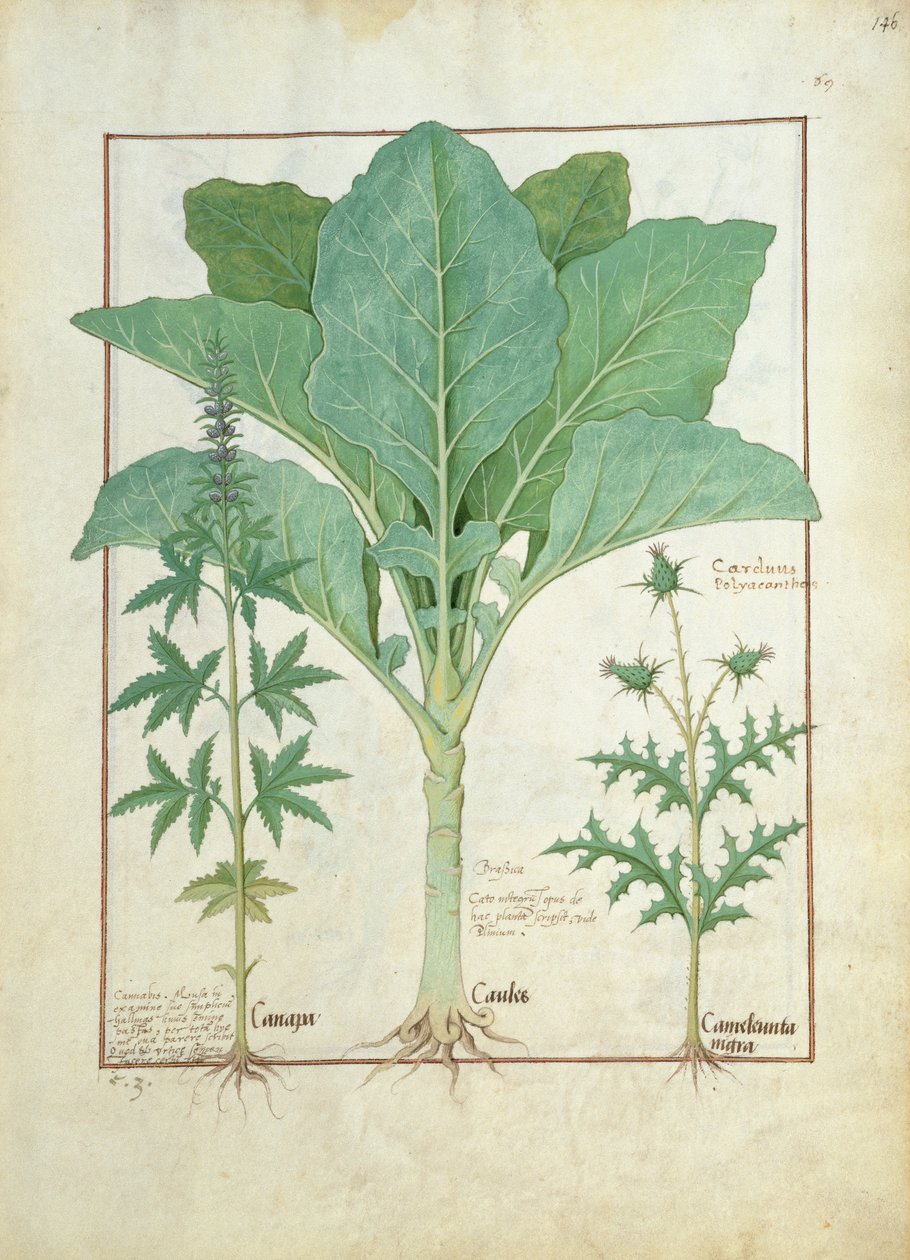 Cannabis, Brassica és Bogáncs, Illusztráció Mattheaus Platearius Egyszerű gyógyszerek könyvéből 145 alkotó: Robinet Testard