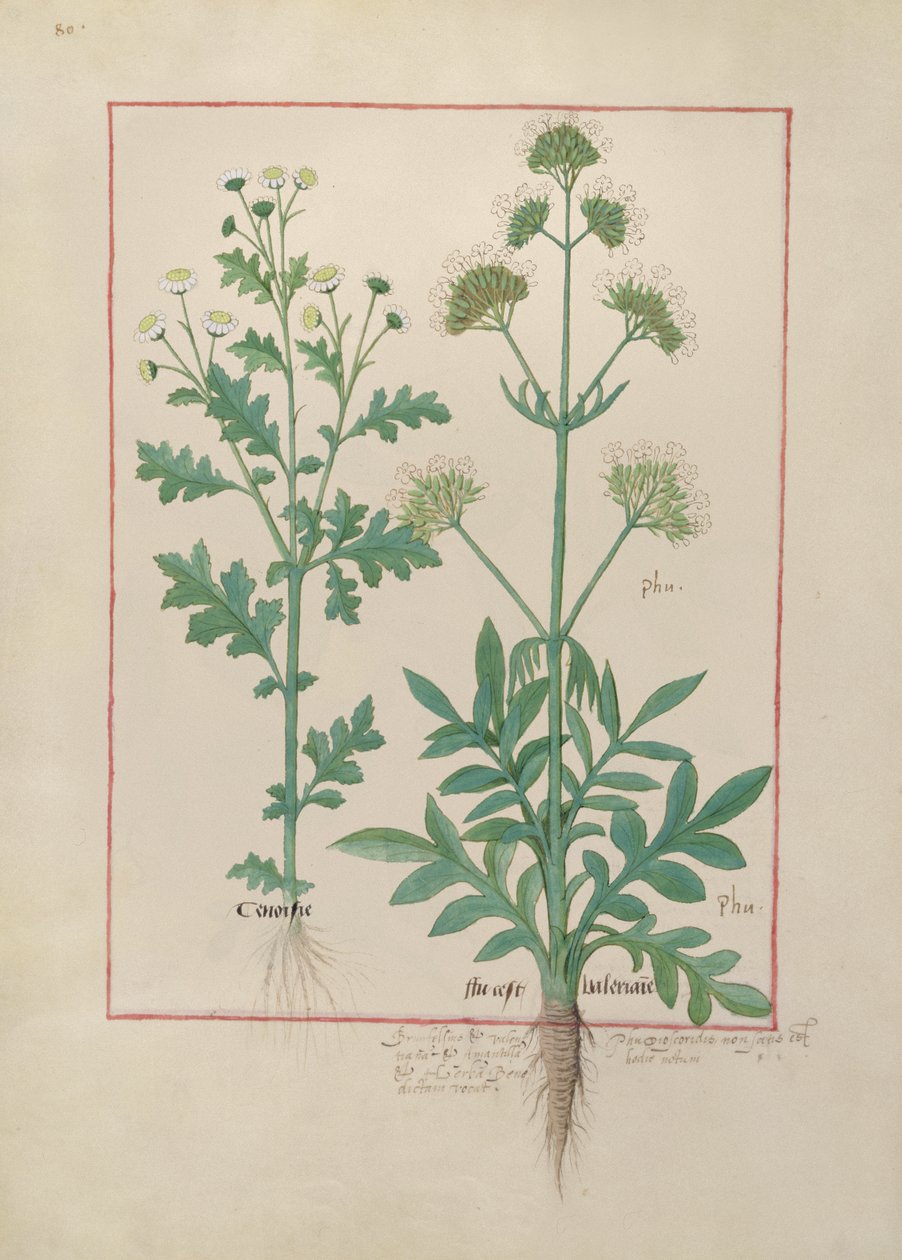 Ms Fr. Fv VI #1 fol.151v Illusztráció Mattheaus Platearius egyszerű gyógyszerek könyvéből (1161 körül) 1470 körül alkotó: Robinet Testard