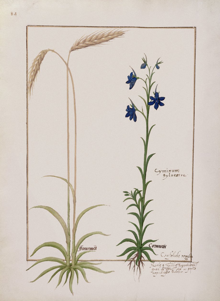 Ms Fr. Fv VI #1 fol.153v Ear of Corn and Cyminum Sylvestre, Illusztráció Mattheaus Platearius egyszerű gyógyszerek könyvéből (1161 körül) 1470 körül alkotó: Robinet Testard
