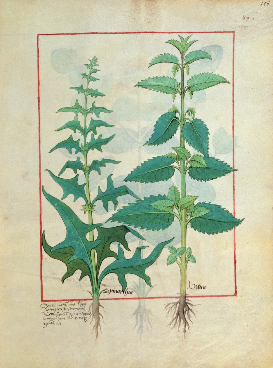 Urticaceae (csalán család) Illusztráció Mattheaus Platearius Egyszerű gyógyszerek könyvéből 156 alkotó: Robinet Testard