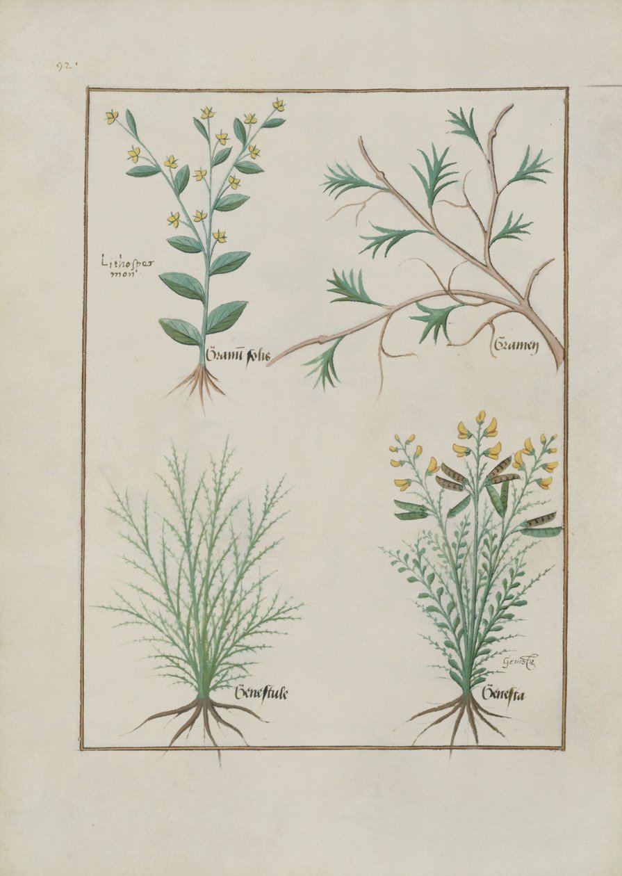 Ms Fr. Fv VI #1 fol.157v Illusztráció Mattheaus Platearius egyszerű gyógyszerek könyvéből (1161 körül) 1470 körül alkotó: Robinet Testard