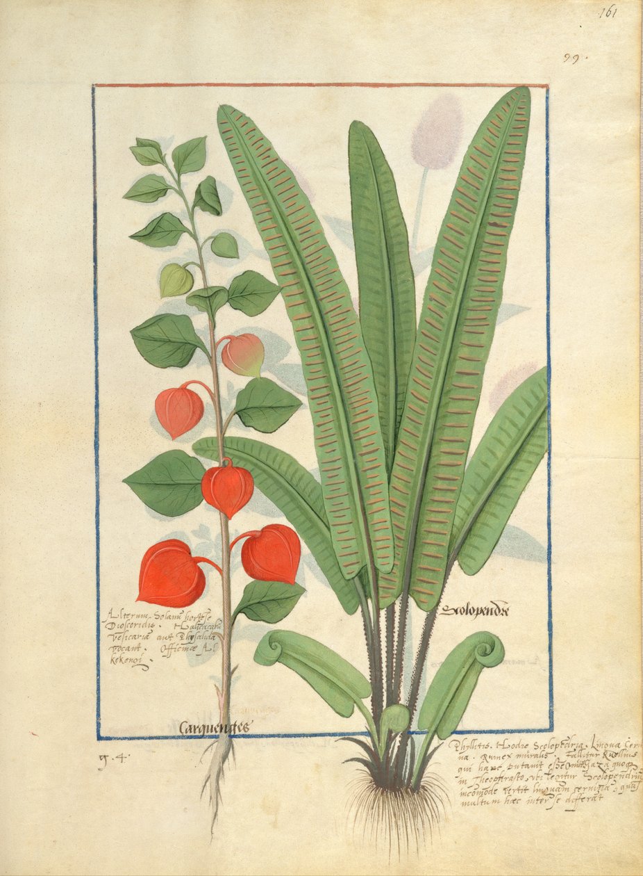Physalis (balra) Illusztráció Mattheaus Platearius egyszerű gyógyszerek könyvéből 161r alkotó: Robinet Testard