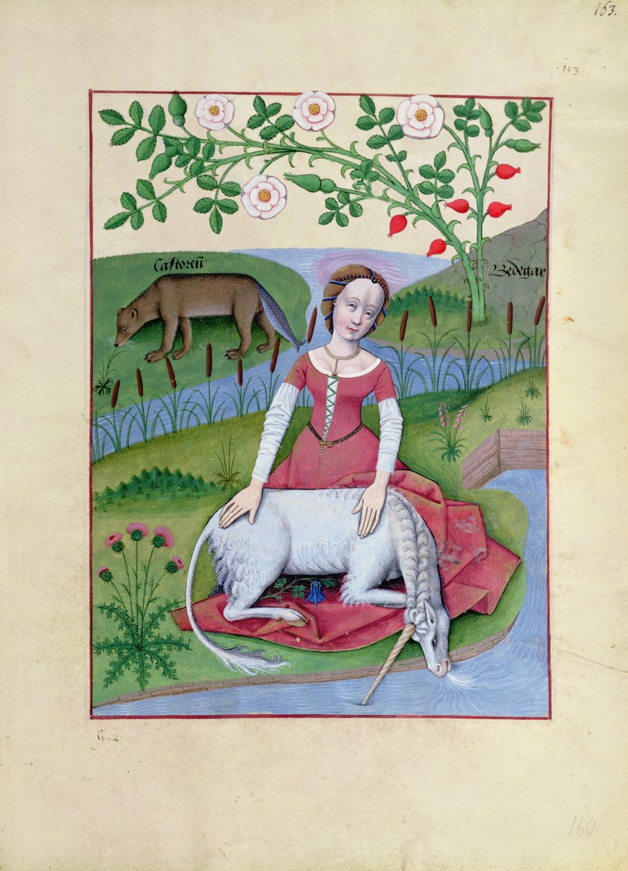 Ms Fr. Fv VI fol.163r Illusztráció Mattheaus Platearius Egyszerű gyógyszerek könyve című művéből. alkotó: Robinet Testard