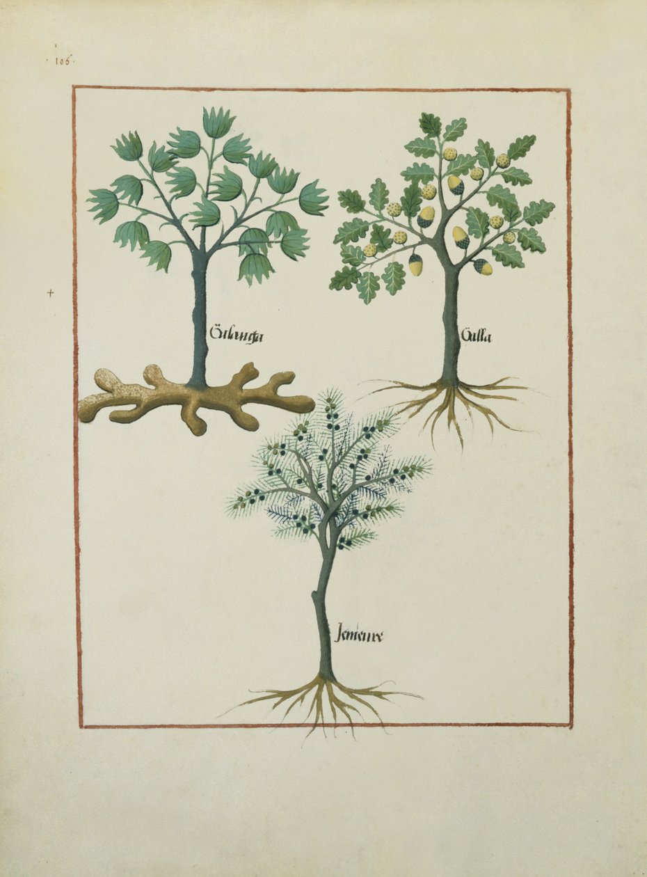 Ms Fr. Fv VI #1 fol.164v Illusztráció Mattheaus Platearius egyszerű gyógyszerek könyvéből (1161 körül) 1470 körül alkotó: Robinet Testard