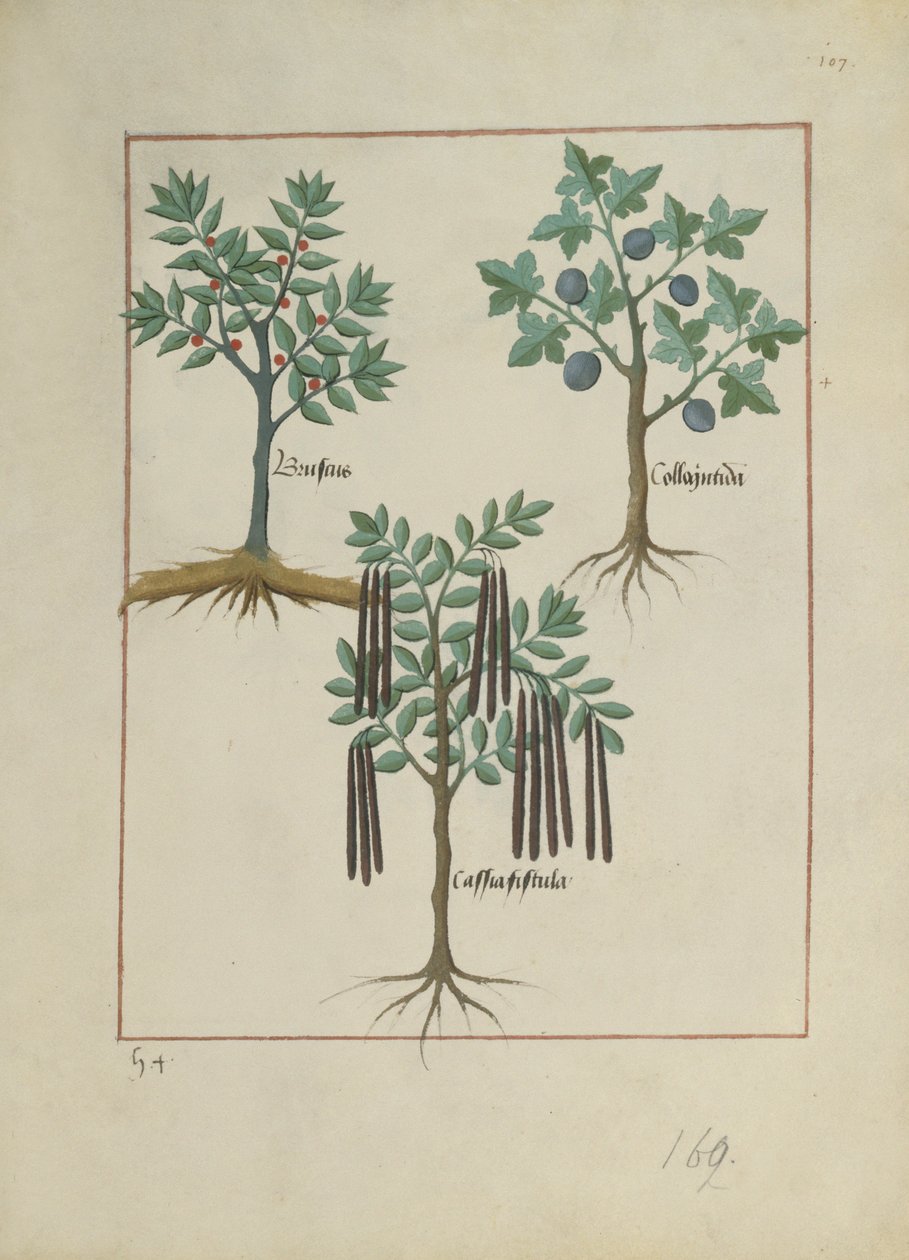 Ms Fr. Fv VI #1 fol.165r Illusztráció Mattheaus Platearius egyszerű gyógyszerek könyvéből (1161 körül) 1470 körül alkotó: Robinet Testard