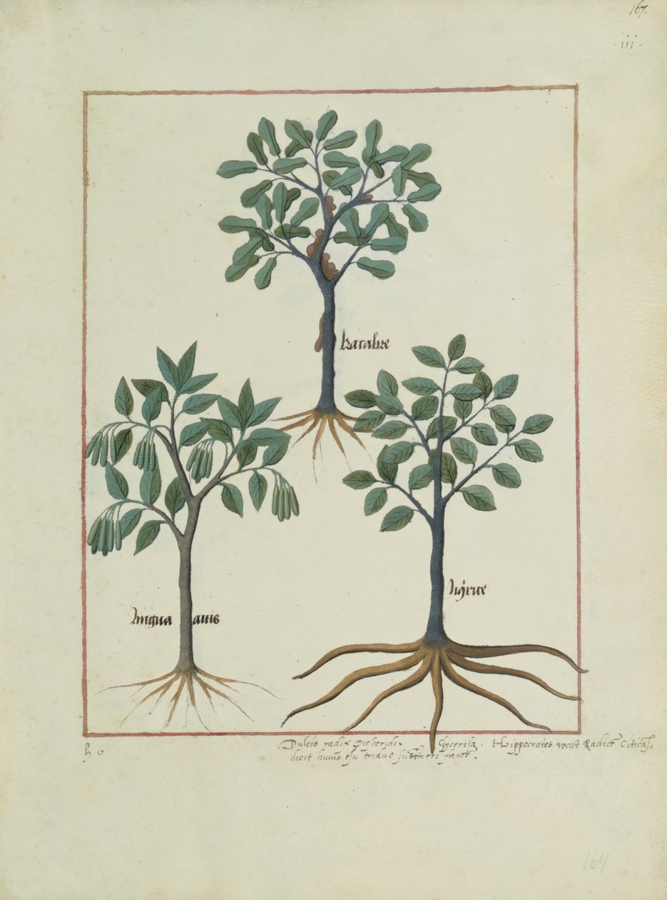 Ms Fr. Fv VI #1 fol.167r Illusztráció Mattheaus Platearius egyszerű gyógyszerek könyvéből (1161 körül) 1470 körül alkotó: Robinet Testard