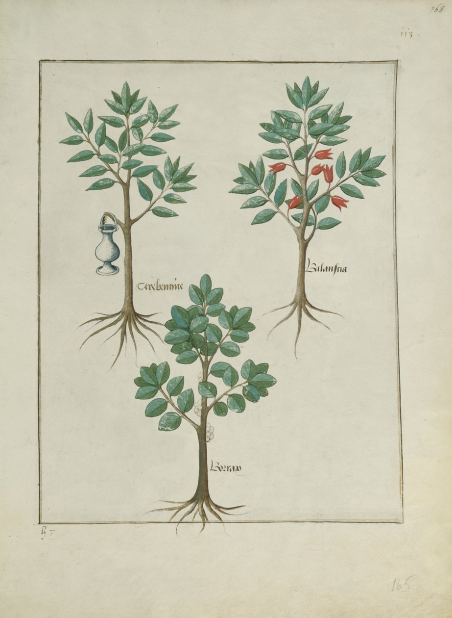Ms Fr. Fv VI #1 fol.168r Illusztráció Mattheaus Platearius egyszerű gyógyszerek könyvéből (1161 körül) 1470 körül alkotó: Robinet Testard
