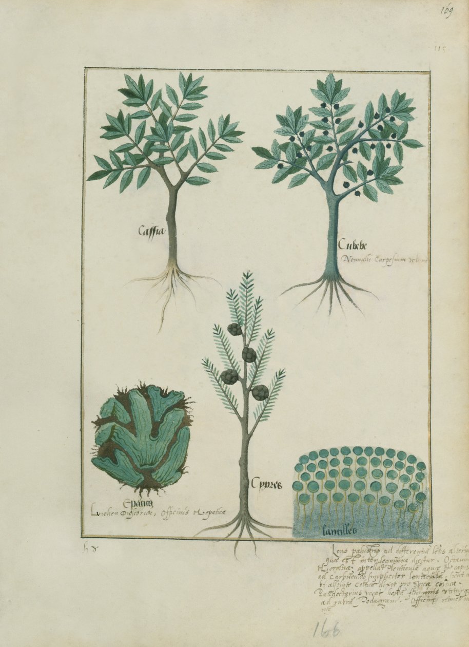 Ms Fr. Fv VI #1 fol.169r Illusztráció Mattheaus Platearius egyszerű gyógyszerek könyvéből (1161 körül) 1470 körül alkotó: Robinet Testard