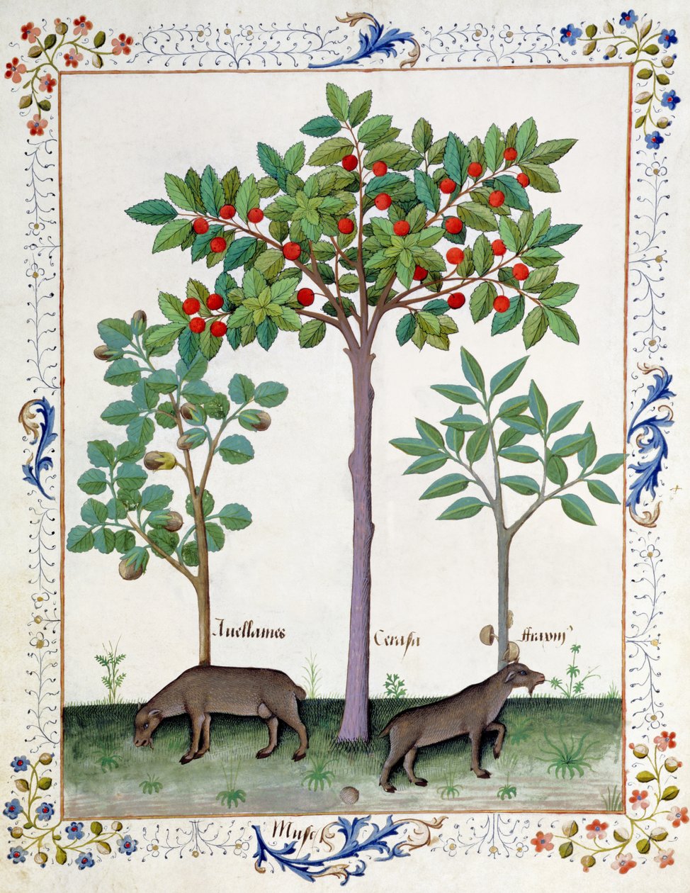Mogyoróbokor (balra) és cseresznyefa (középen), Illusztráció Matthaeus Platearius Egyszerű gyógyszerek könyvéből 162r alkotó: Robinet Testard
