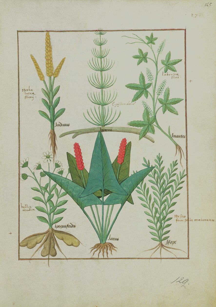 Ms Fr. Fv VI #1 fol.125r Felső sor: Kukorica, Equisetum és Labruscae flos. Alsó sorban: Százszorszép, Jarus és majoránna, illusztráció a Gyógyszerek egyszerű könyvéből, Mattheaus Platearius (u. e. 1161) 1470 körül alkotó: Robinet Testard