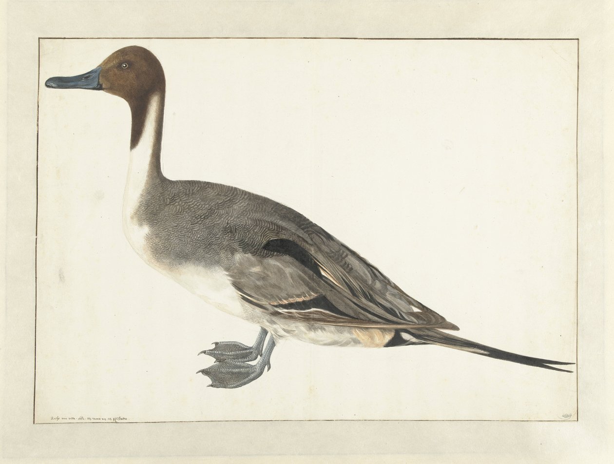 Drake Pintail alkotó: Rochus van Veen