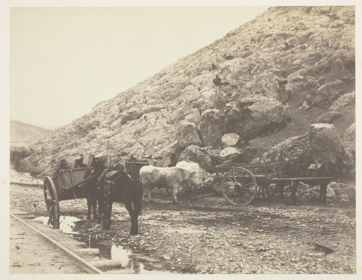 Szarvasmarhák és szekerek, Balaklava elhagyása alkotó: Roger Fenton