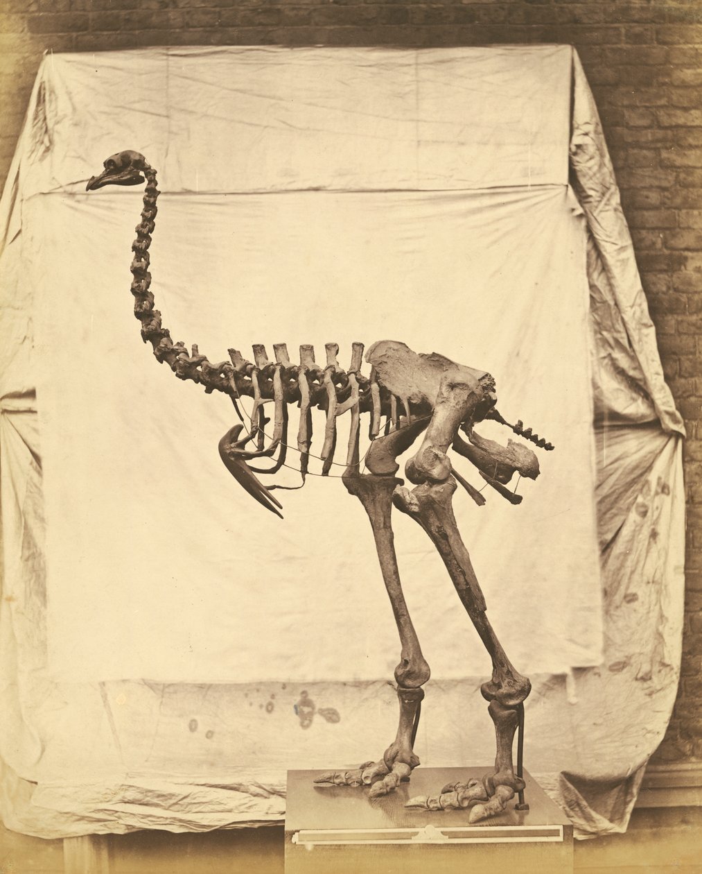 Dinornis Elephantopus Dinosaur alkotó: Roger Fenton