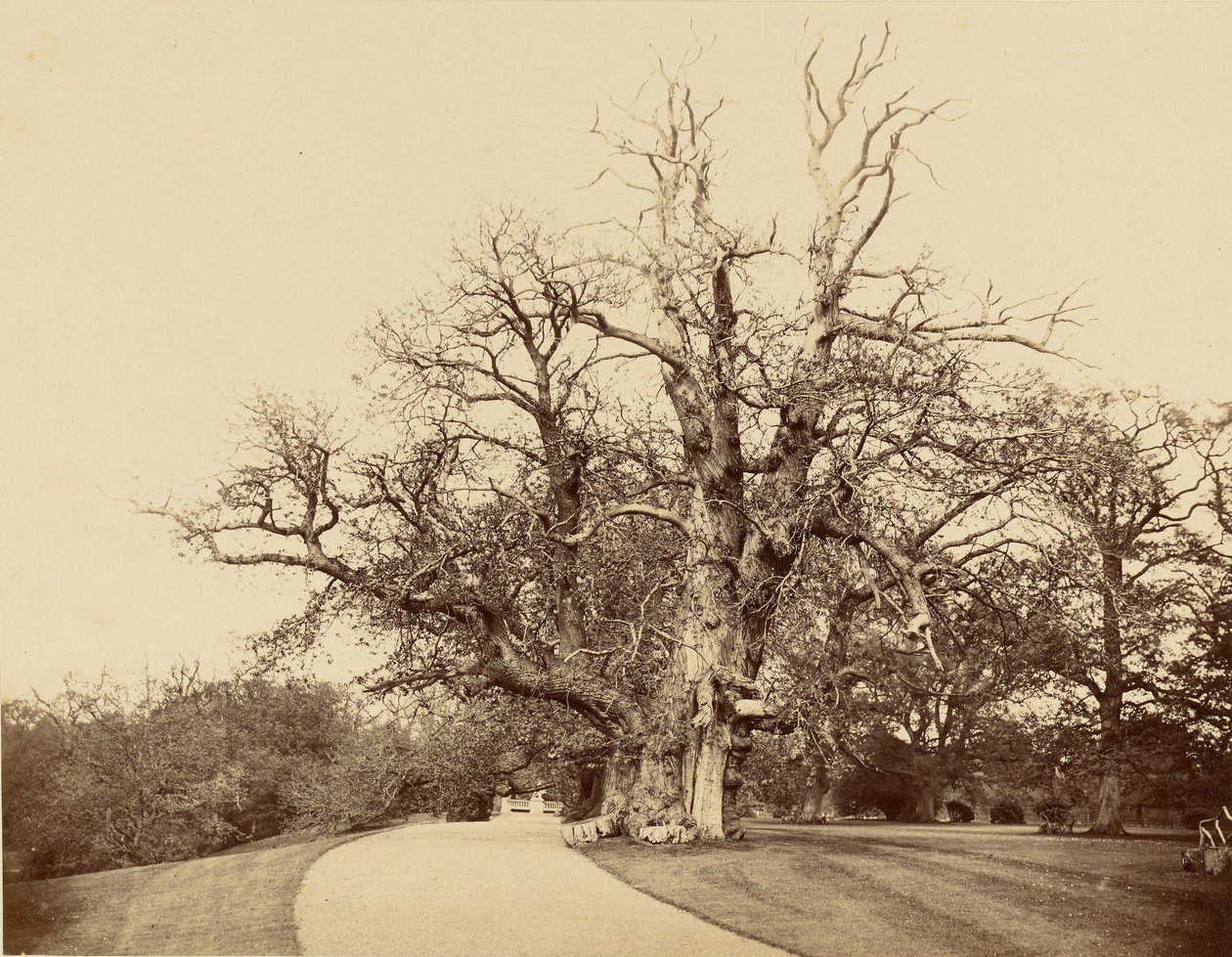 [A fa és a felhajtó ábrázolása] alkotó: Roger Fenton