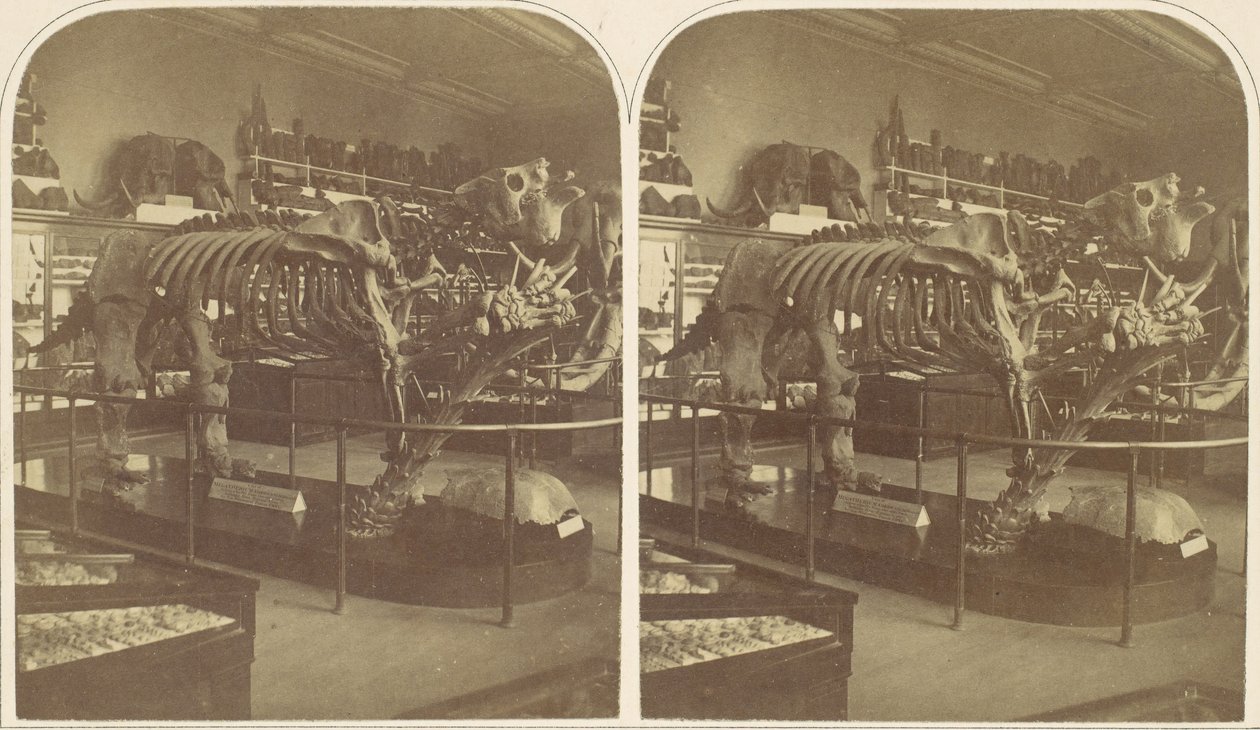 A Megatherium, British Museum, 1850-es évek. alkotó: Roger Fenton