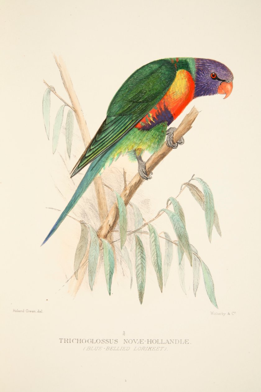 Blue Bellied Lorikeet, pub. 1916-os kézzel színezett metszet. alkotó: Roland Green
