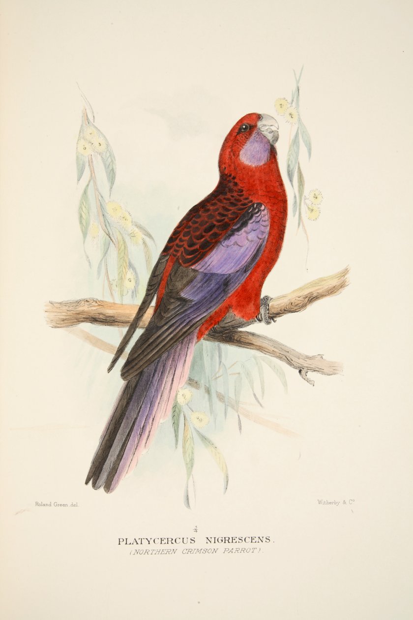 Northern Crimson Parrot, pub. 1916-os kézzel színezett metszet. alkotó: Roland Green