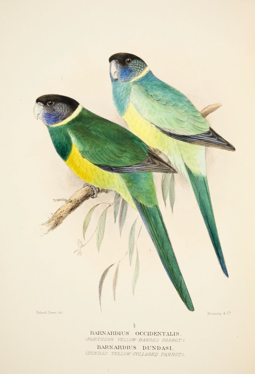 Northern Yellow Banded Papagáj és Dundas Yellow Collared Papagáj, pub. 1916-os kézzel színezett metszet alkotó: Roland Green