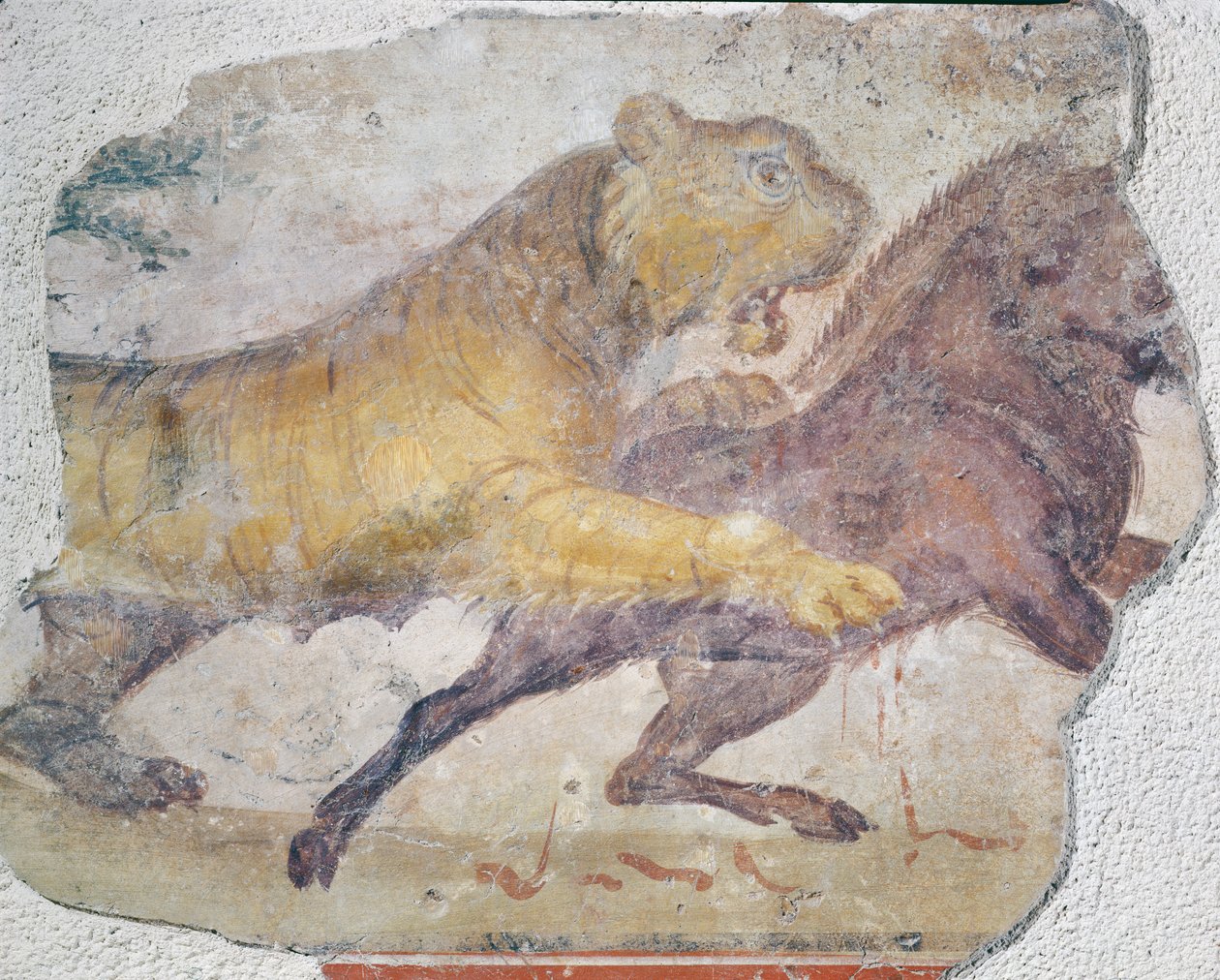 Egy tigris megtámad egy vaddisznót, a meridai amfiteátrumból alkotó: Roman