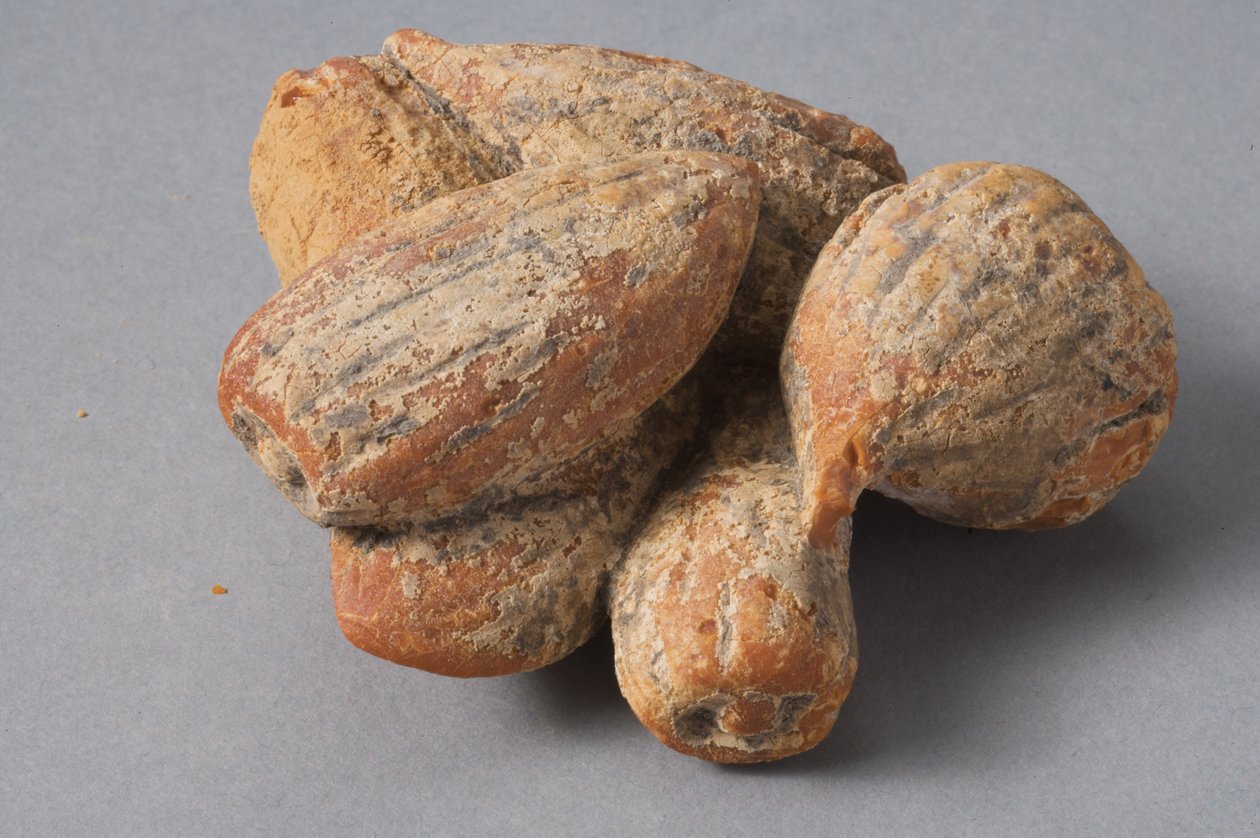 Füge és mandula (hellenisztikus borostyán) alkotó: Roman Period Egyptian