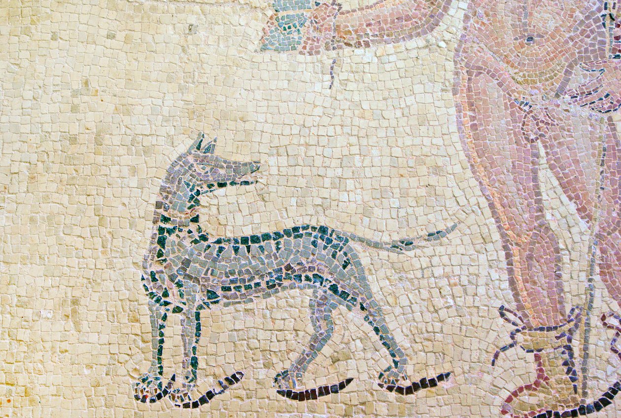 Hippolytus és Phaedra, Hippolytus kutya részlete, Dionüszosz háza, Paphos, ciprusi mozaik alkotó: Roman