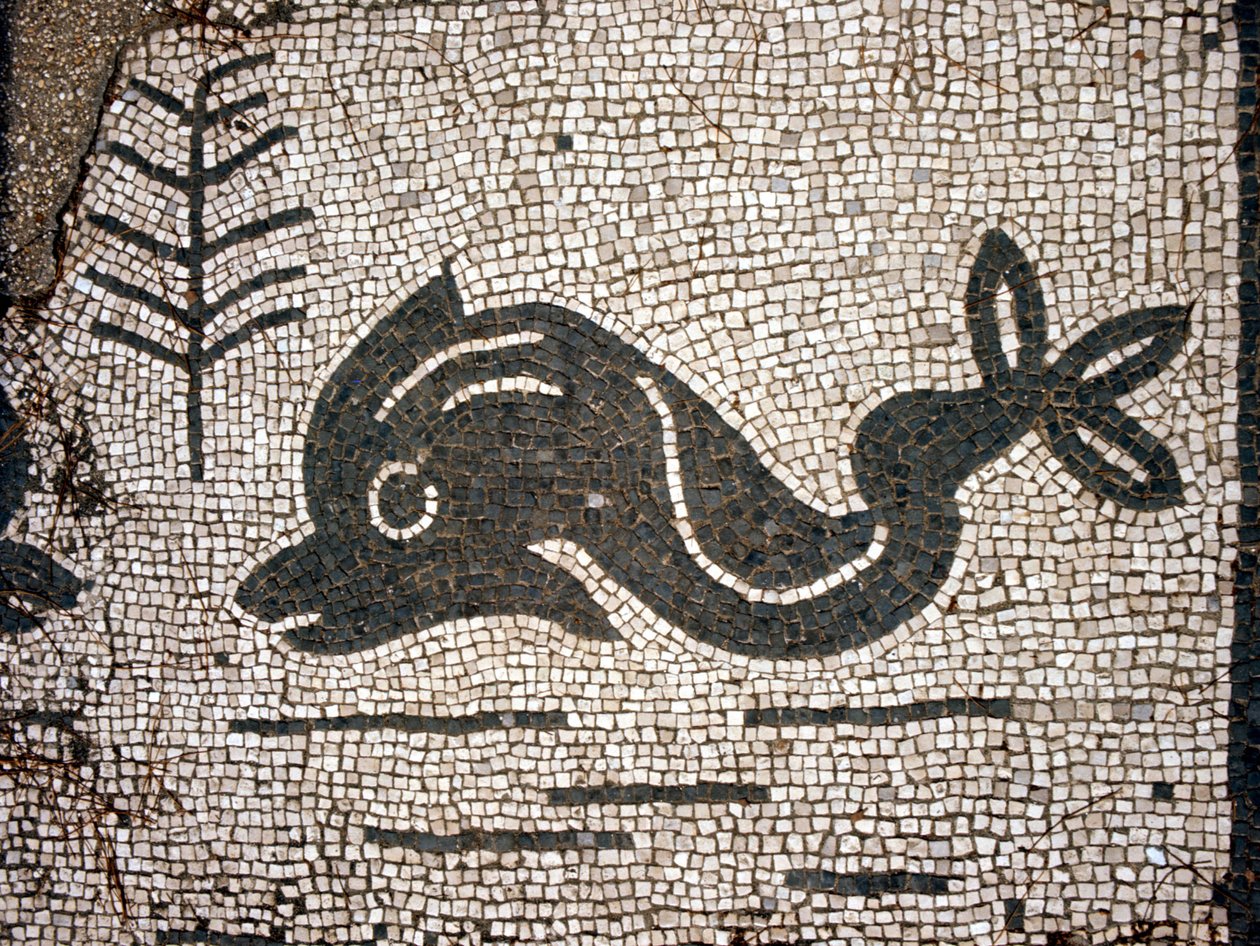Delfin ábrázolása egy mozaik után a Corporazioni of Ostia (Ostia) antica terén. alkotó: Roman