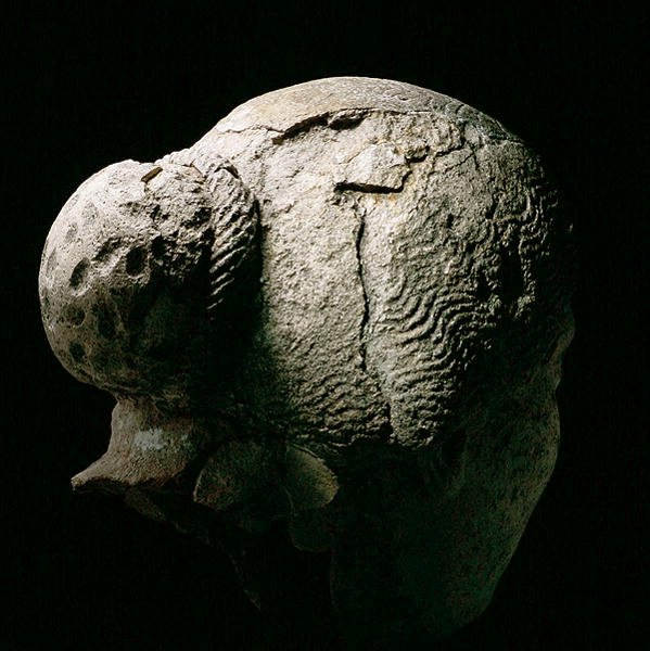 Egy nő fejének hátulnézete, Kr.u. 2. vagy 3. században (gipsz) (lásd még: 270971-973) alkotó: Roman Period Egyptian