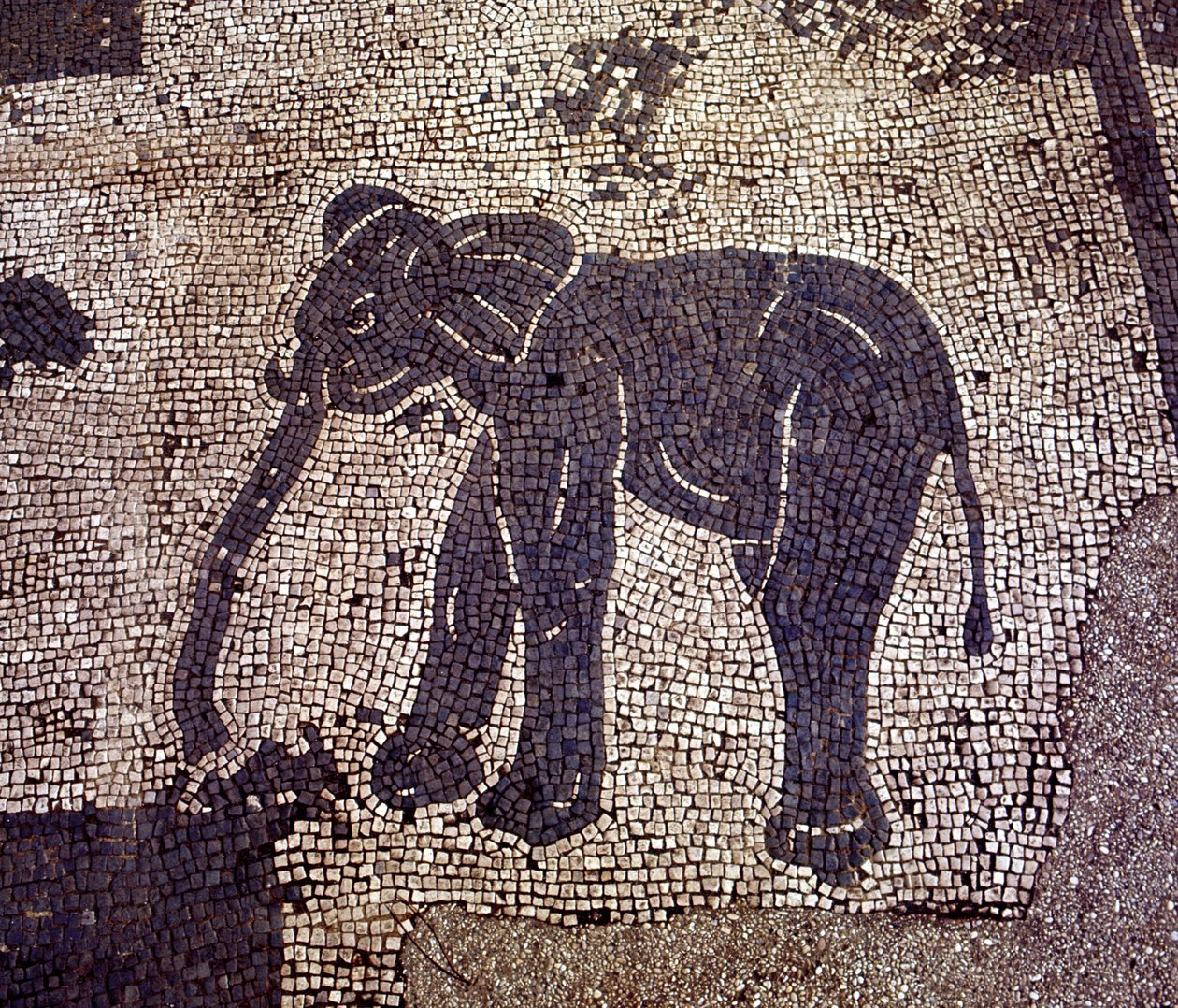 Ősi Ostia (Ostia). Place des Corporations. A Sabratha Seafarers Corporation mozaikja. alkotó: Roman Roman