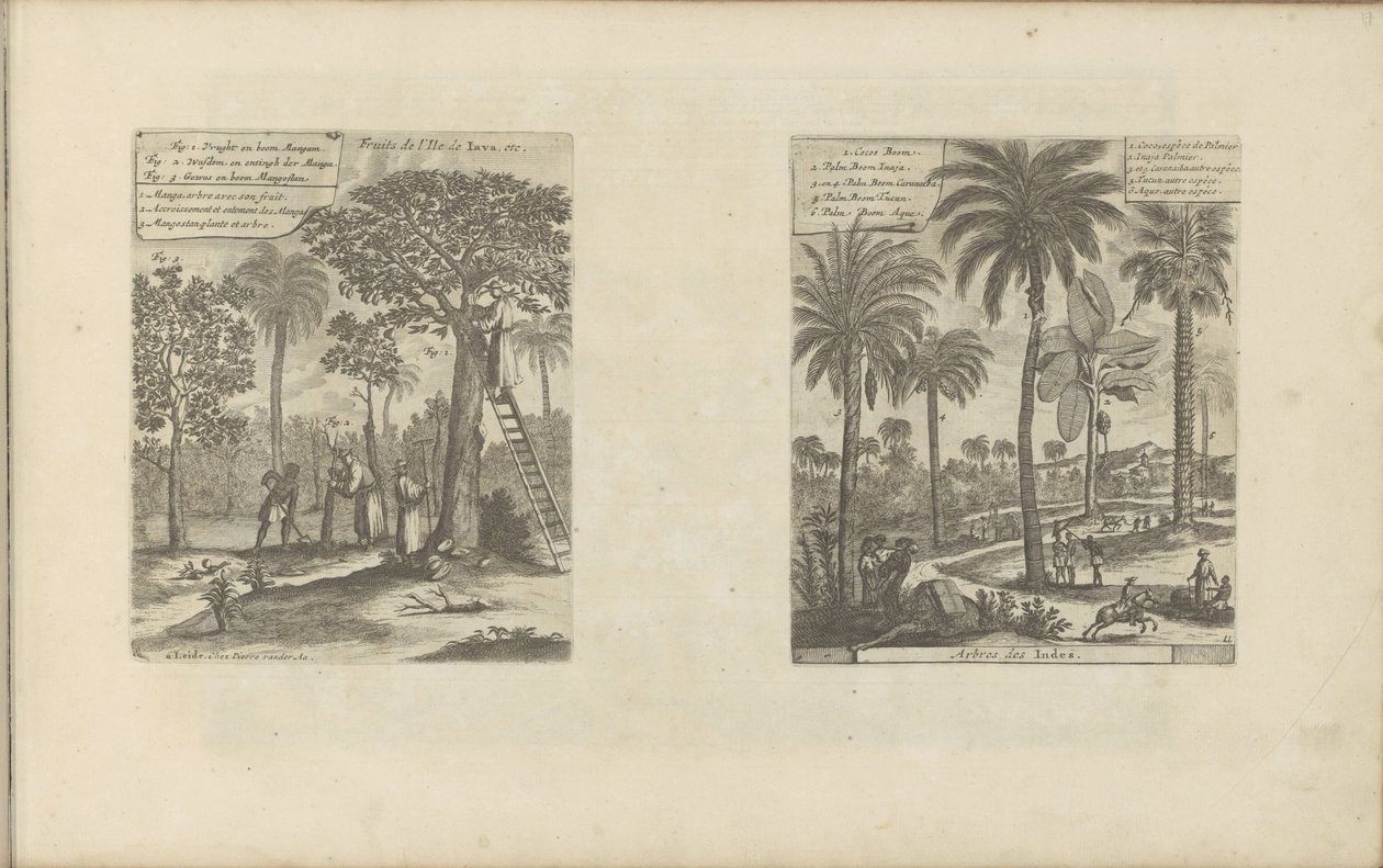 Landschappen mangobomen-t, kokos-en palmbomen-t tesz Jáva szigetének gyümölcsei stb. / India fái (cím a tárgyon) Kelet- és Nyugat-India és más helyek (sorozat címe) alkotó: Romeyn de Hooghe